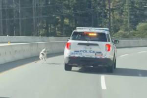 West Shore RCMP attempt to wrangle a dog running down Sooke Road, on the outskirts of Langford, Oct. 8.