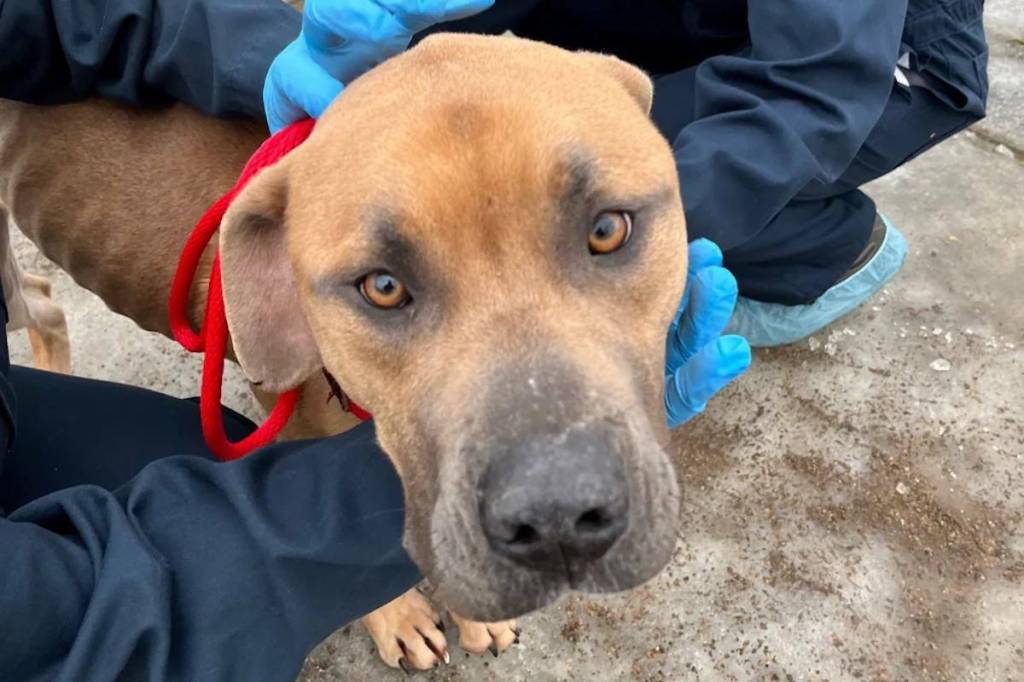 Clearwater man found guilty of ‘appalling’ animal cruelty sent to jail - Vernon Morning Star