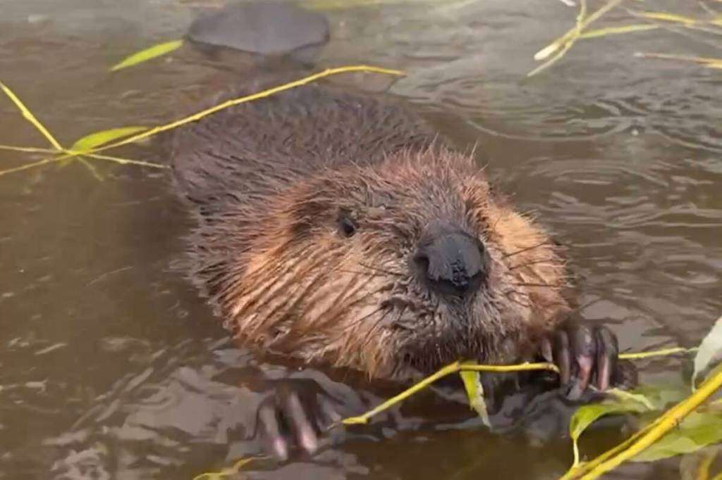 Busy beavers found dead at Vernon nature reserve